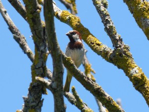 108 46 Un moineau domestique