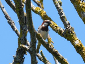 108 47 Un moineau domestique