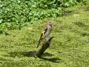 108 53 Un chardonneret rigolo