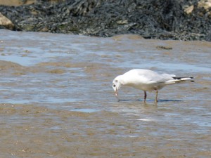 108 89 Une mouette qui rigole