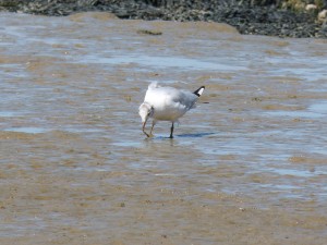 108 90 Une mouette qui rigole