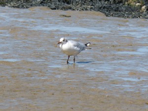 108 91 Une mouette qui rigole