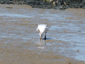 108 92 Une mouette qui rigole