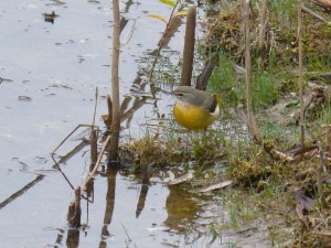 109 28 Une bergeronnette des ruisseaux