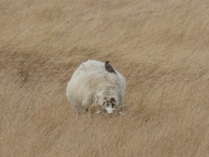 109 32 Une étourneau sur un mouton