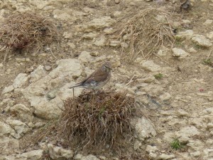 109 35 une linotte mélodieuse