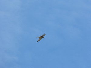 110-1 15 Un faucon crécerelle mâle