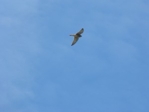 110-1 16 Un faucon crécerelle mâle
