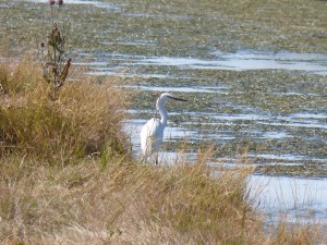 110-2 13 Une aigrette garzette