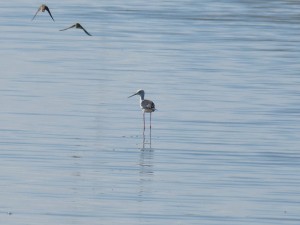 110-2 21 Une échasse et des hirondellles