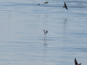 110-2 23 Une échasse et des hirondellles