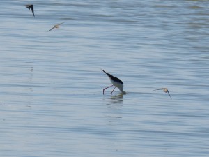 110-2 25 Une échasse et des hirondellles