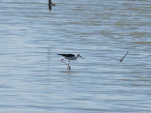 110-2 26 Une échasse et des hirondellles