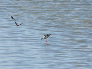 110-2 27 Une échasse et des hirondellles