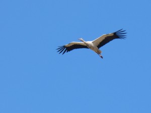 110-2 31 Une cigogne blanche