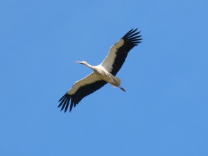 110-2 32 Une cigogne blanche