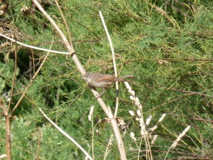 110-2 35 Une fauvette grisette