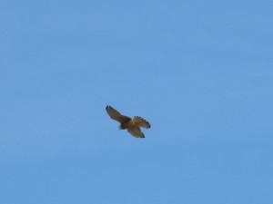 110-2 45 Un faucon crécerelle femelle
