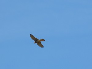 110-2 46 Un faucon crécerelle femelle