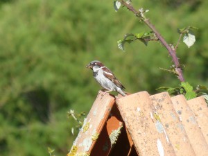 110-2 47 Un moineau domestique