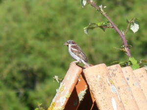 110-2 48 Un moineau domestique