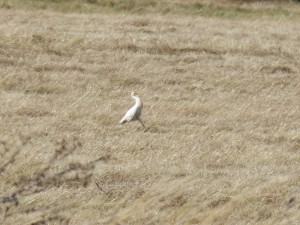 110-2 55 Un héron garde-boeuf