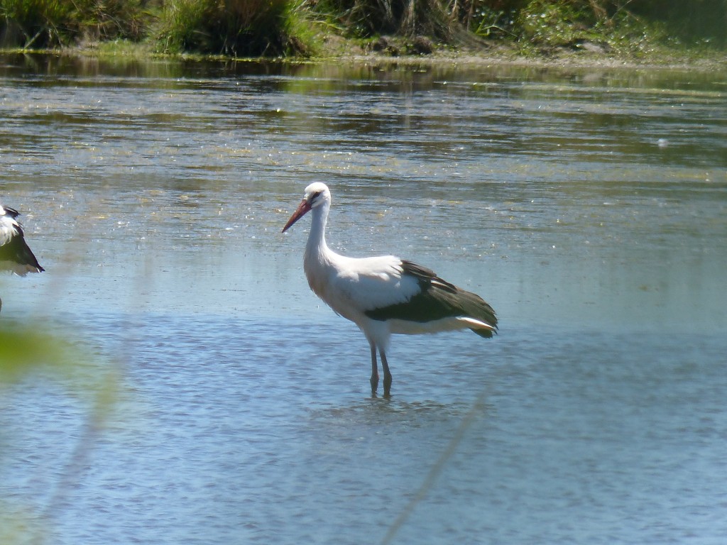 111 28 Les pattes dans l'eau