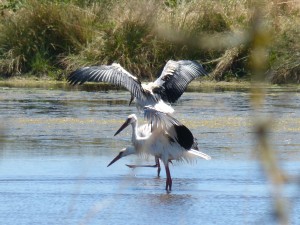 111 58 Puis s'étire les ailes