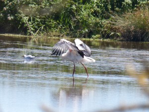 111 59 Les ailes déployées