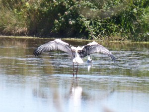 111 61 Les ailes déployées