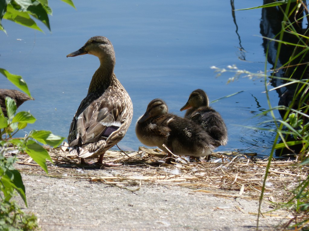 112 05 Une famille colvert