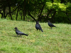 112 34 Une famille corneille