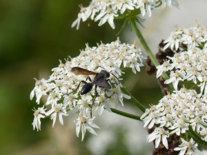 112 69 Une espèce de fourmi à ailes