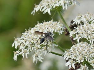 112 70 Une espèce de fourmi à ailes