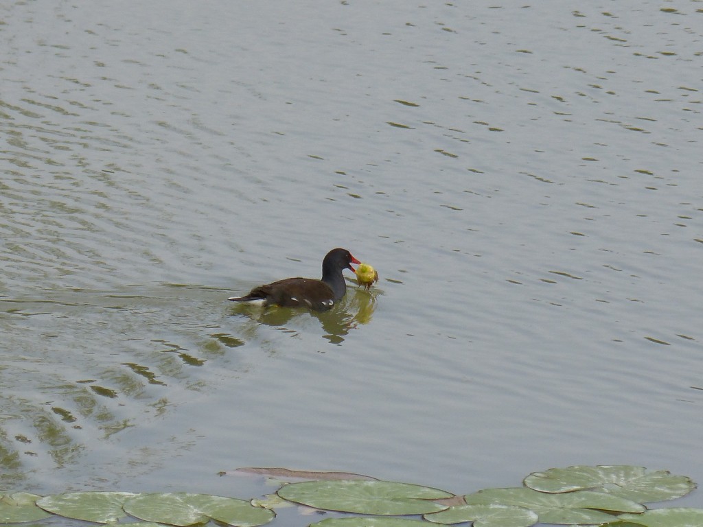 112 81 Une poule d'eau