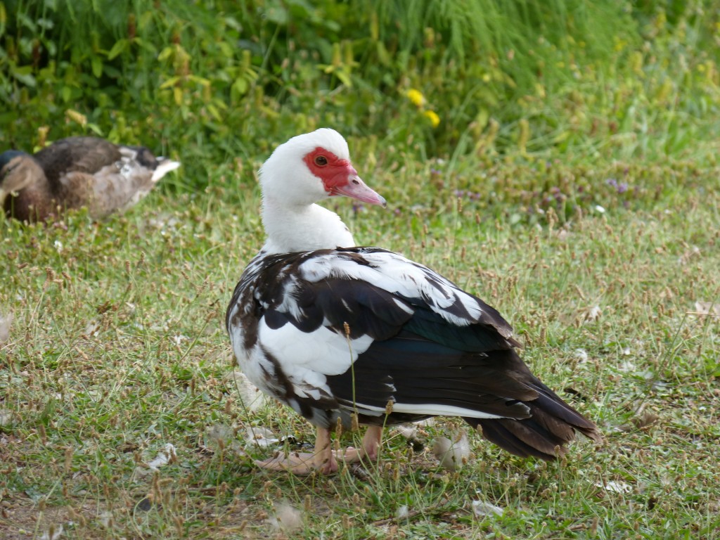 112 84 Un canard musqué