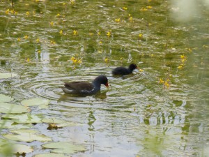 112 85 Deux poules d'eau