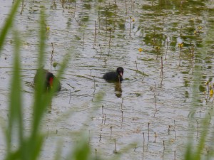 112 86 Deux poules d'eau