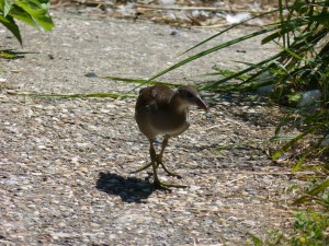 113 01 Une jeune poule d'eau