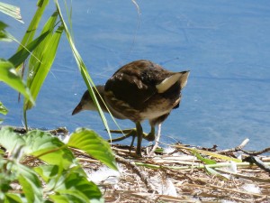 113 02 Une jeune poule d'eau