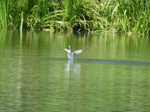 113 08 Grébu sur l'eau