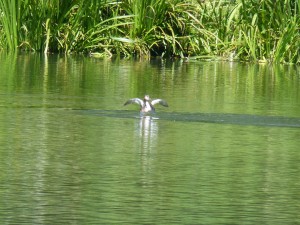 113 09 Grébu sur l'eau