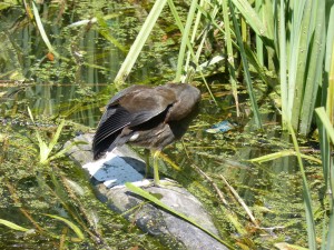 113 12 Une poule d'eau