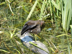 113 13 Une poule d'eau