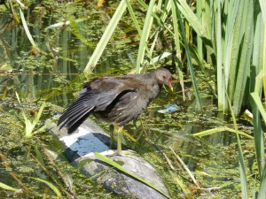 113 15 Une poule d'eau