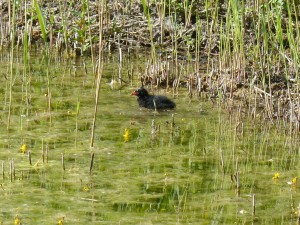 113 29 Un petite poule d'eau