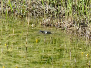 113 30 Un petite poule d'eau