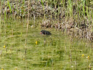 113 31 Un petite poule d'eau