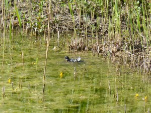 113 32 Un petite poule d'eau