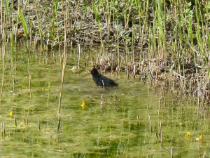 113 33 Un petite poule d'eau